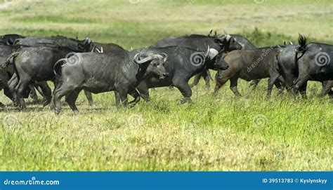 Buffalo stock image. Image of habitat, wilderness, masai - 39513783