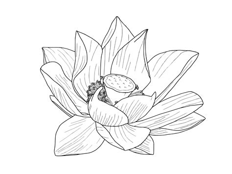 Free Lotus Flower Outline, Download Free Lotus Flower Outline png images, Free ClipArts on ...