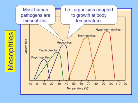 PPT - Chapter 4: Dynamics of Prokaryotic Growth PowerPoint Presentation - ID:1209089