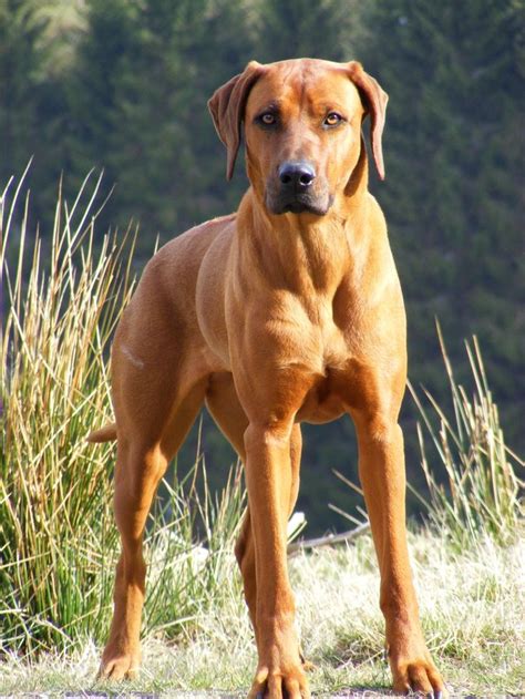 25+ best ideas about Rhodesian ridgeback on Pinterest | Rhodesian ridgeback puppies, Amazing ...