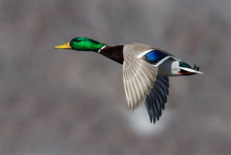 Top Mallard Hunting Myths Exploded - Realtree Camo