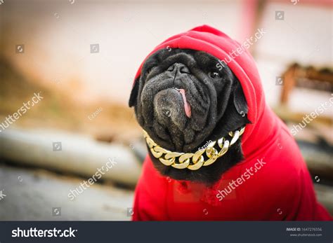 Hip Hop Pug Dogfunny Fcae Pug Stock Photo 1647276556 | Shutterstock