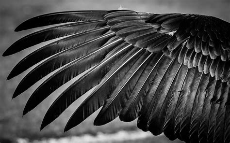 Raven Feathers Wallpaper