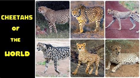 Types Of Cheetahs