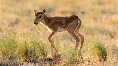 Il baby boom della saiga, l'antilope con la proboscide - la Repubblica