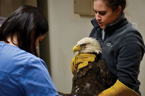 Clarke County veterinary hospital helps Bald Eagles thrive