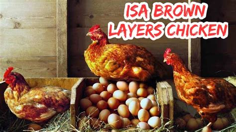 ISA brown, best layers chicken in Nigeria - YouTube