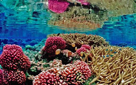 Man Postpones Retirement to Save Reefs After He Accidentally Discovers ...