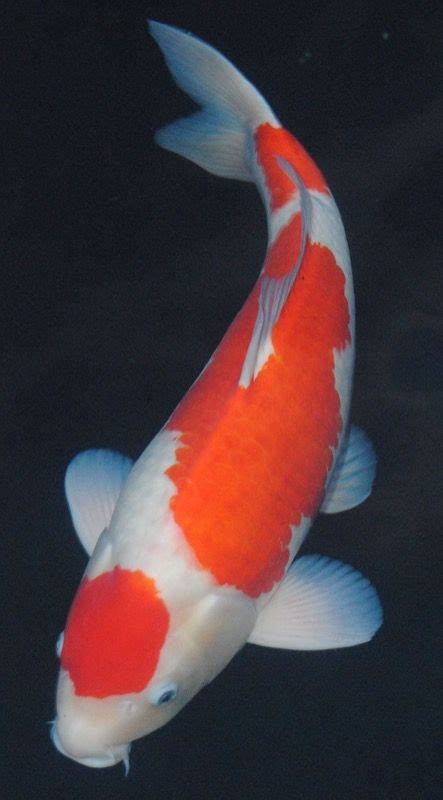 Kohaku | Koi fish drawing, Koi painting, Koi fish designs