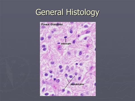 PPT - Anatomy, Histology and general pathology of the Pineal gland PowerPoint Presentation - ID ...