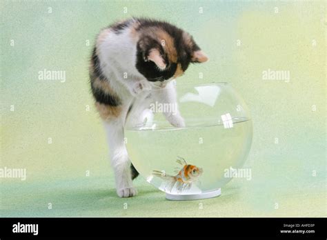 kitten fishing in fish bowl Stock Photo - Alamy