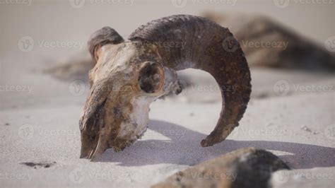 Skull with ram horns on the beach 5805432 Stock Photo at Vecteezy