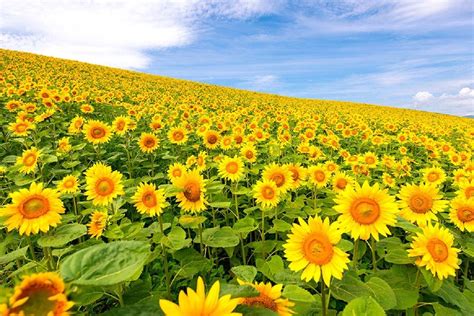 Sunflower Field | Sunflower fields, Japan photograph, Nature photography