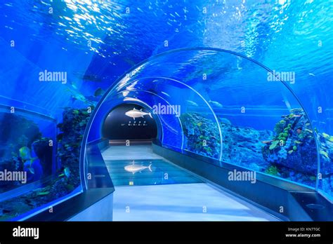 Copenhagen, NOV 20: Interior view of the famous National Aquarium Denmark of Copenhagen on NOV ...