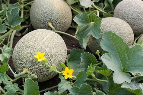 How to Grow Honeydew Melon in Your Garden - Plant Instructions