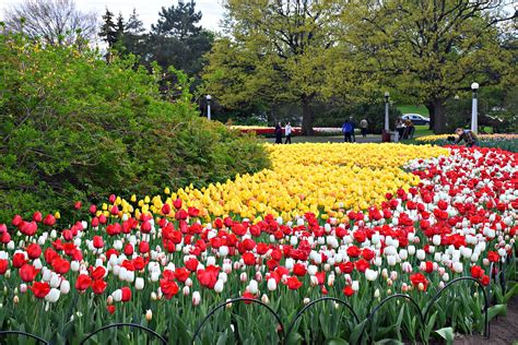 The Canadian Tulip Festival in Ottawa: A 2024 Guide - Travel Bliss Now