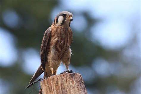 Male Kestrel vs Female Kestrel: How To Tell the Difference? - Optics Mag