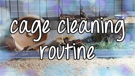 My mouse cage cleaning routine | August 2017 - YouTube