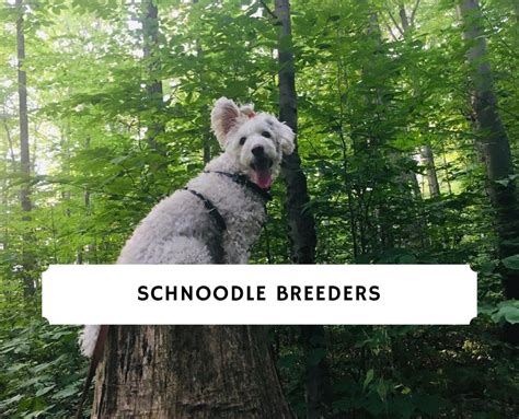 5 Best Schnoodle Breeders in the United States! (2023) - We Love Doodles