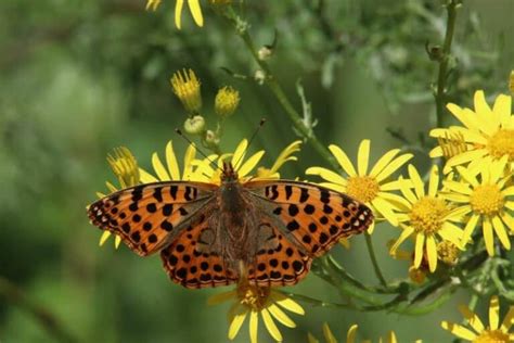 Biodiversity Conservation: Types, Importance, and Methods - Conserve ...