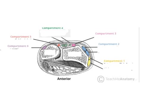 Extensor Retinaculum - Wrist Quiz