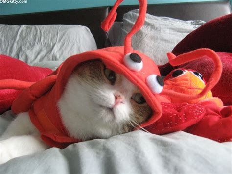 Funny Costumes For Cats 10 Wide Wallpaper - Funnypicture.org