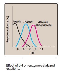 Factors affecting enzyme activity - New