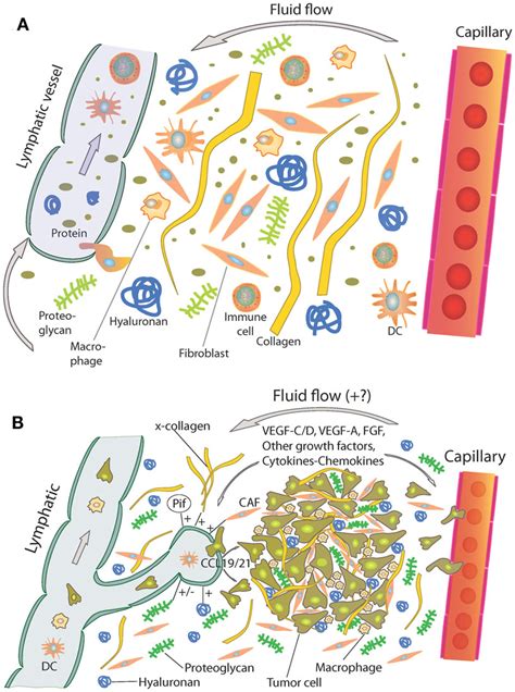 [DIAGRAM] Diagram Of Interstitial Fluid - MYDIAGRAM.ONLINE