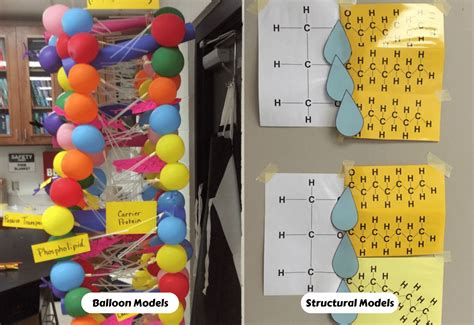 Building Blocks of Life: 28 Macromolecules Activities - Teaching Expertise