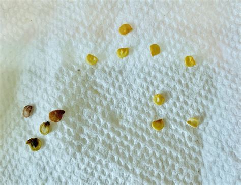 Germinating Pepper Seeds: 3 Tricks To Get Them To Sprout | Grow Hot Peppers