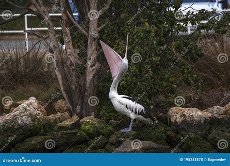 Australian Pelican with Extremely Huge Open Wide Beak Stock Photo - Image of habitat, details ...