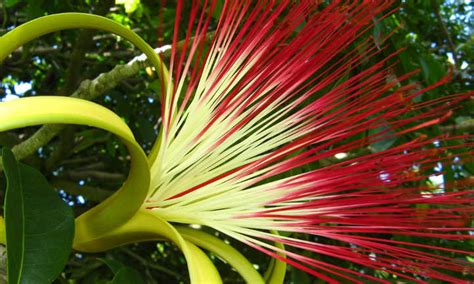 Money Tree Plant: Growing Pachira Aquatica - Epic Gardening