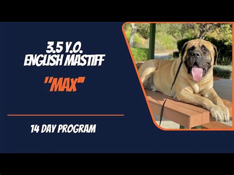 When To Start Training A English Mastiff