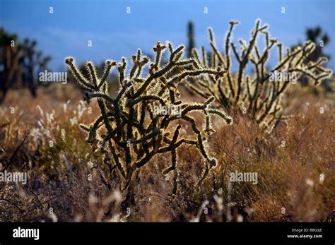 Cactus Arizona Desert Stock Photo - Alamy