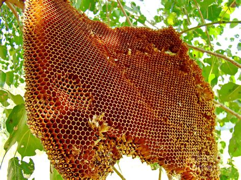 Honey Bee Hive Photograph by Irfan Gillani