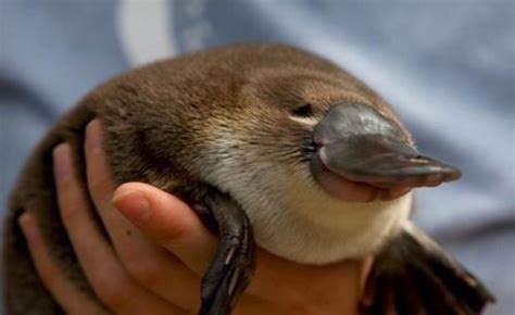 baby platypus on Tumblr