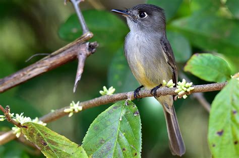 Birds of Cuba – An Internet Field Guide to Rare Cuban Birds