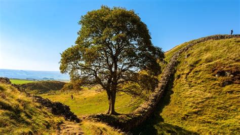 In pictures: The famous Sycamore Gap tree - BBC News