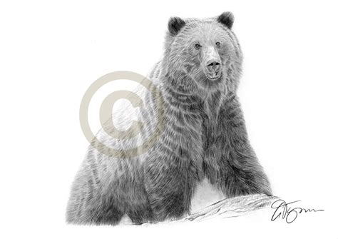 Grizzly Bear Pencil Drawing at PaintingValley.com | Explore collection ...