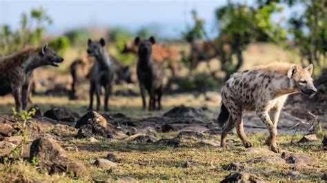 Do Lions Eat Hyenas? Interesting! – animalfoodplanet