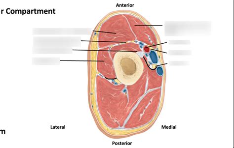 Cross section of arm Diagram | Quizlet