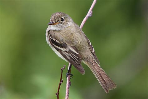 Alder Flycatcher Nest