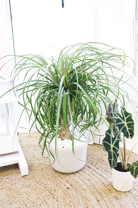 Five EASY-to-Care-for Houseplants - A Beautiful Mess