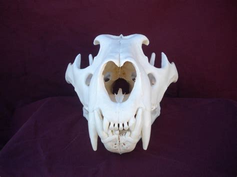 African Lion Skull Front View by Minotaur-Queen on DeviantArt