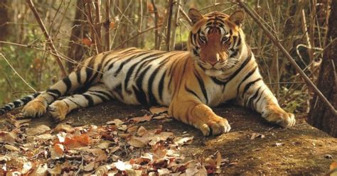 Tiger Conservation in India, The Case for Government Involvement in Species Protection.