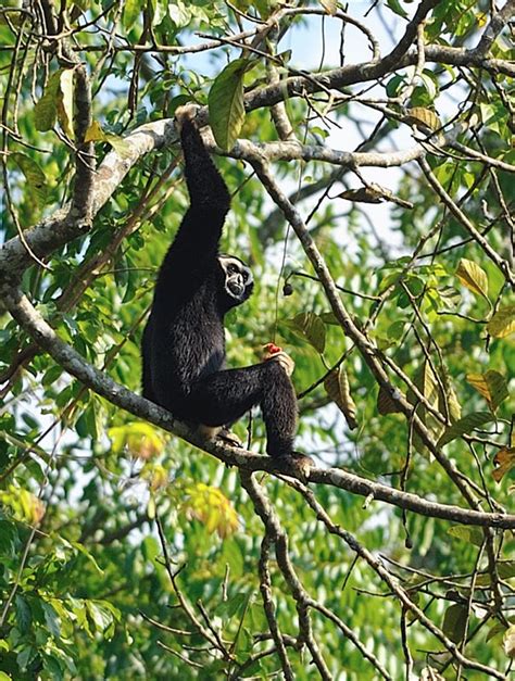 Pileated Gibbon Sounds & Calls | Wild Ambience Nature Sounds