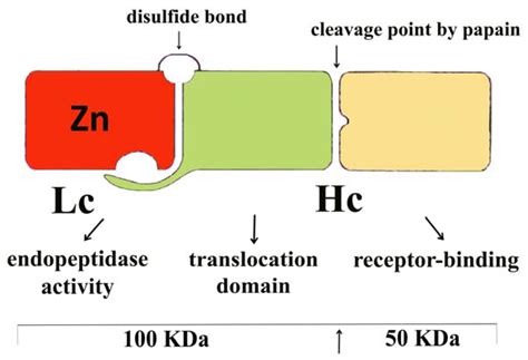 IJMS | Free Full-Text | Fragment C of Tetanus Toxin: New Insights into Its Neuronal Signaling ...