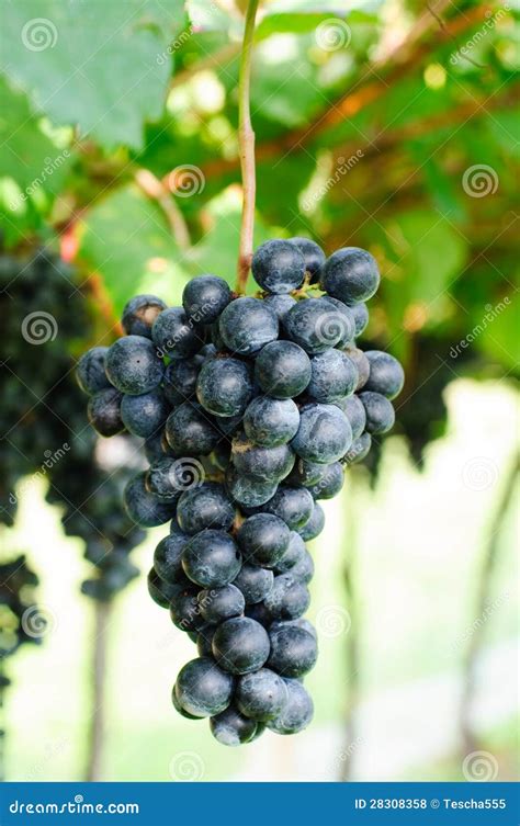 Purple grapes stock photo. Image of hanging, selective - 28308358