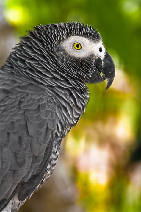 File:Congo African Grey Parrot Bali.jpg - Wikimedia Commons