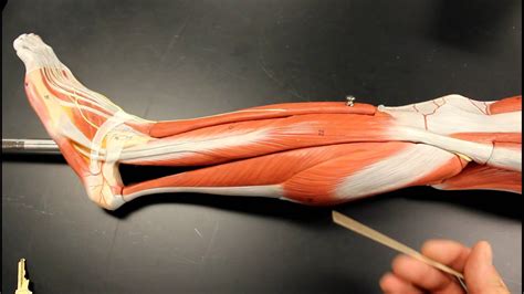 MUSCULAR SYSTEM ANATOMY: Lateral leg region muscles model description. Somso - YouTube